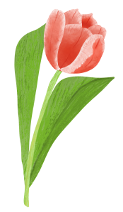 Spring_tulip