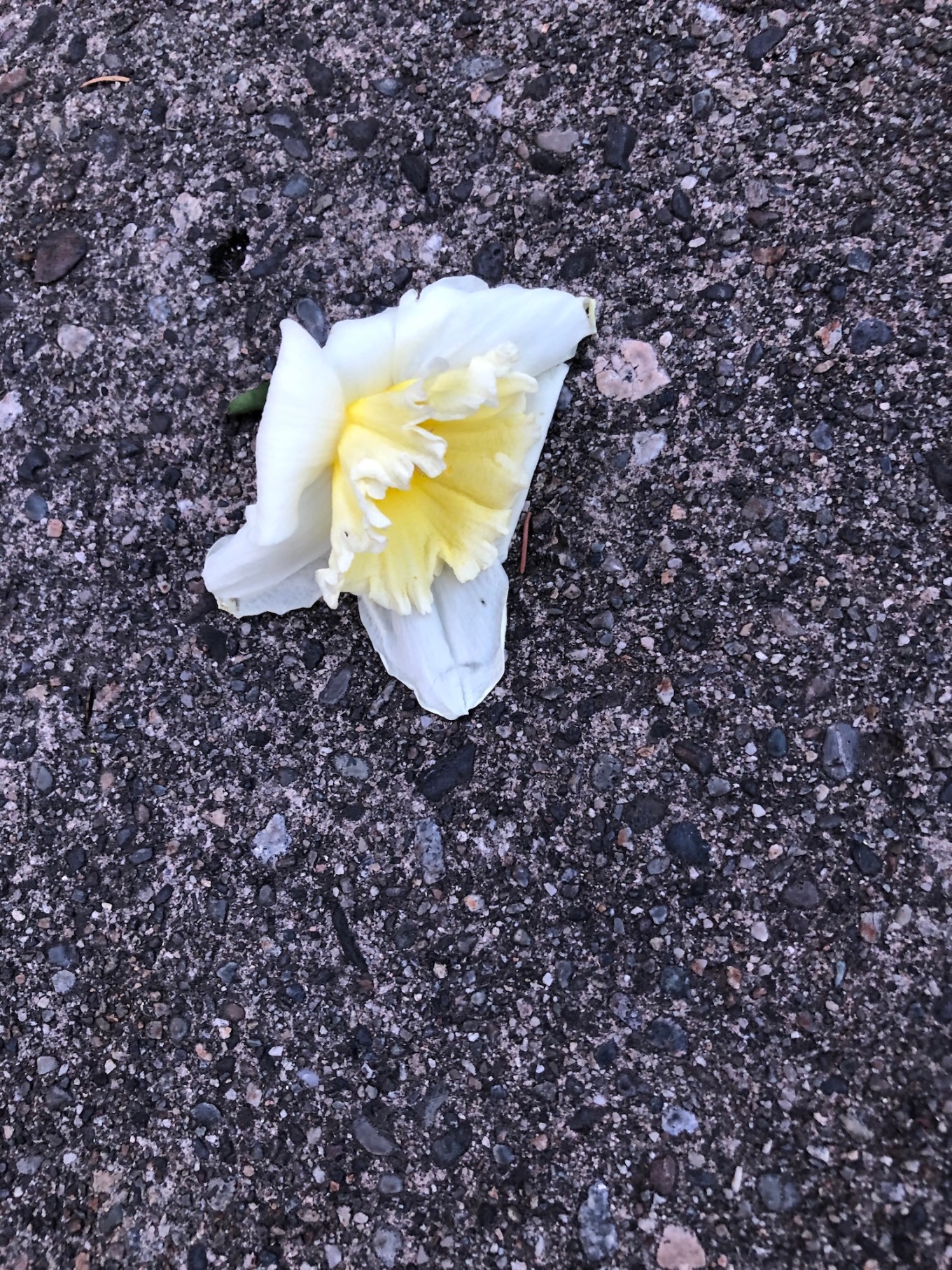 daffodil_IMG_4752 small