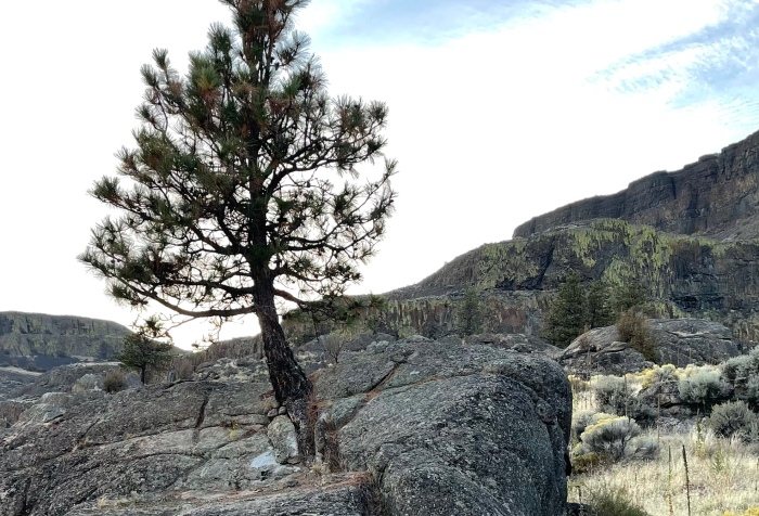 Ponderosa Pine grows from crack in basalt boulder