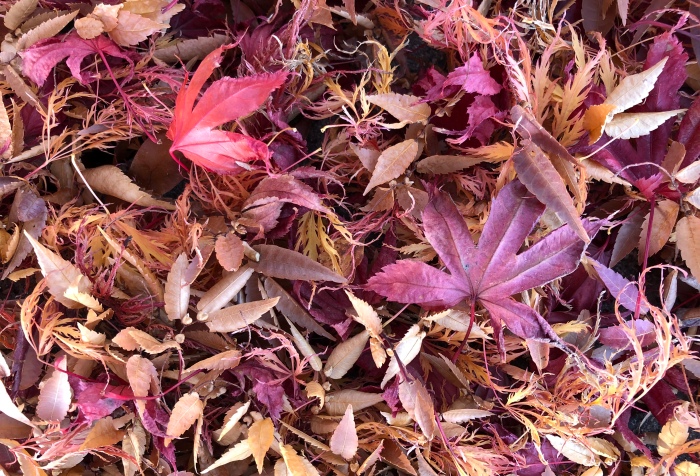 autumn maple leaves mostly pink and yellow on the ground