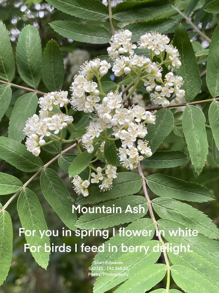 Mountain Ash with its clusters of white blossoms

For you in spring I flower in white
For birds I feed in berry delight.

Sheri Edwards  