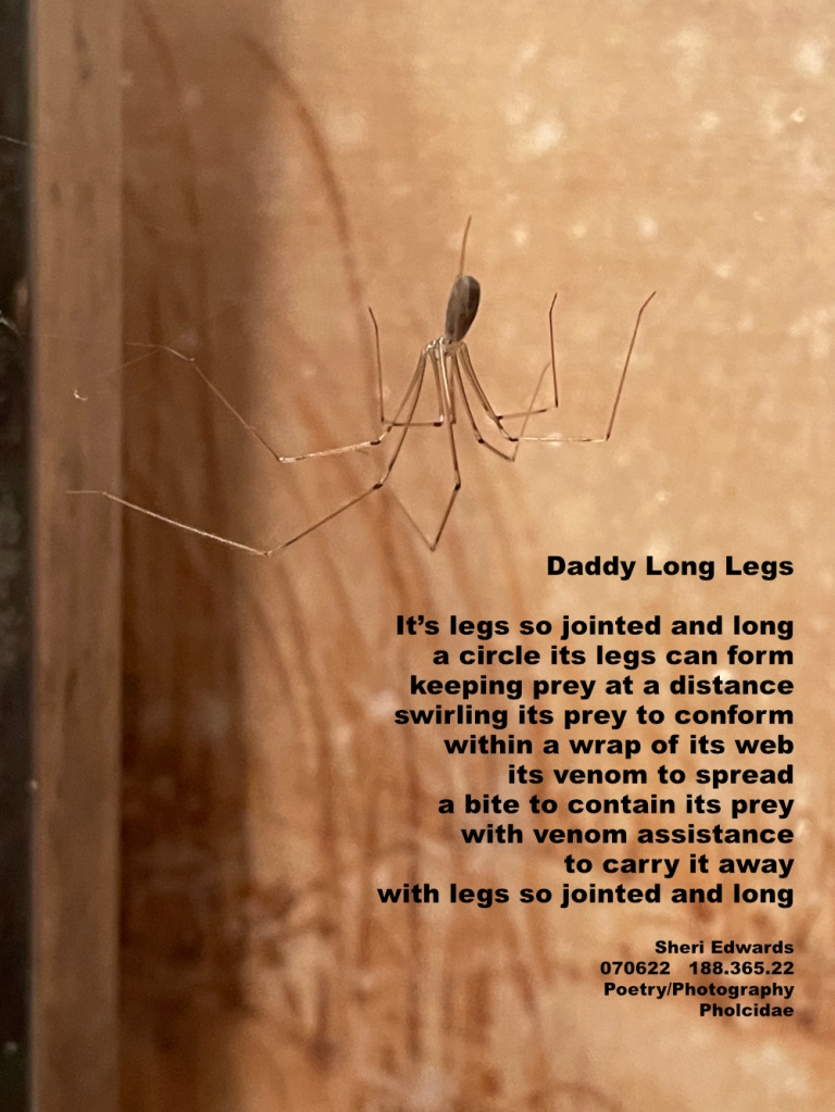 daddy long legs hanging from its web